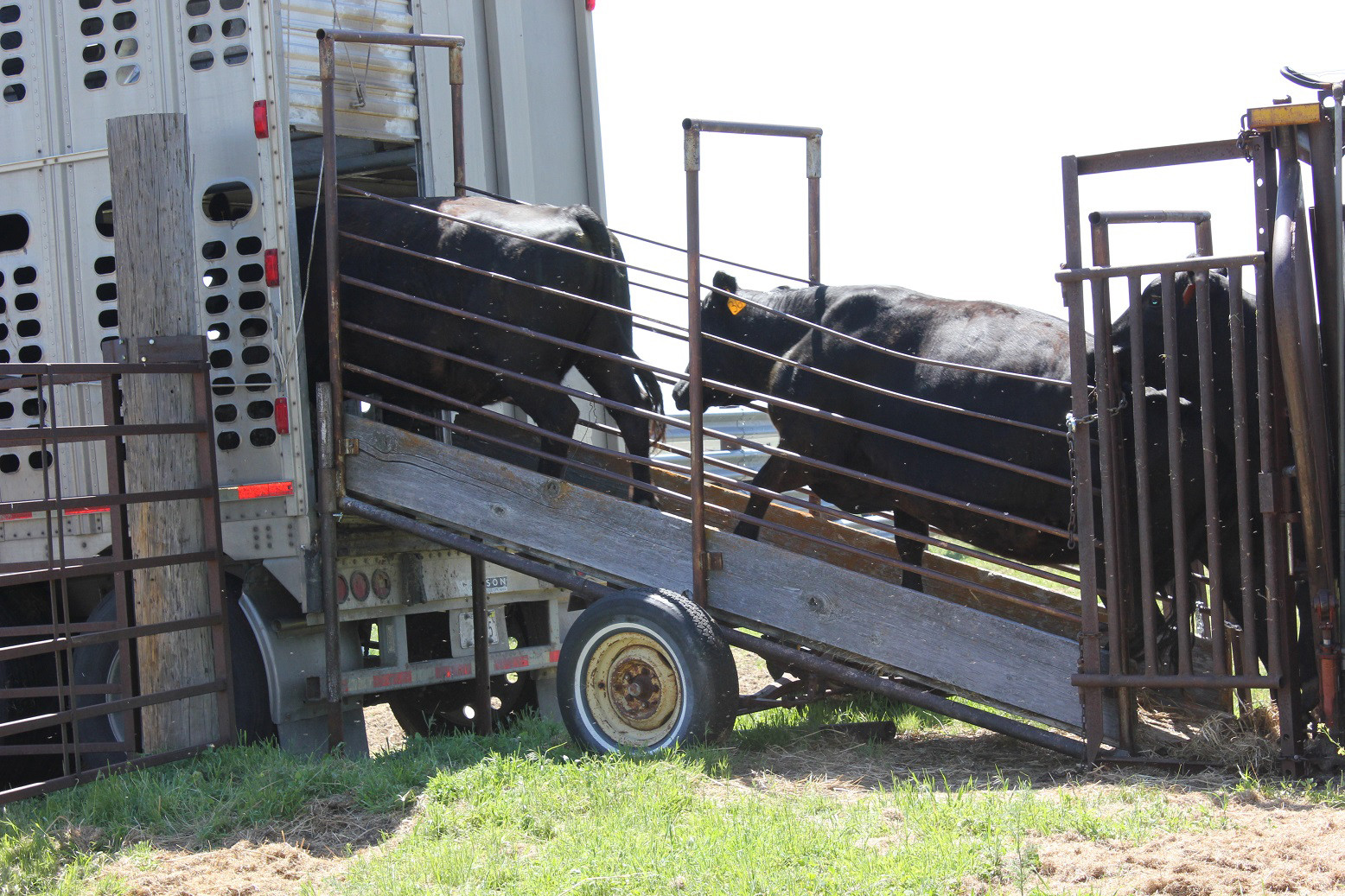 Montana issues restrictions following New World Screwworm detection in Texas