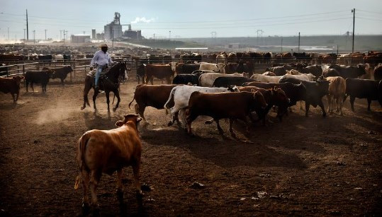 USDA cuts budget, staff for animal disease control, suspends imports of live cattle from Mexico…again