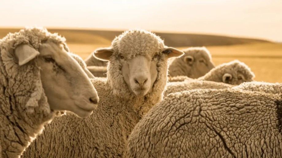 Members of U.S. Congress sign on to American lamb import investigation