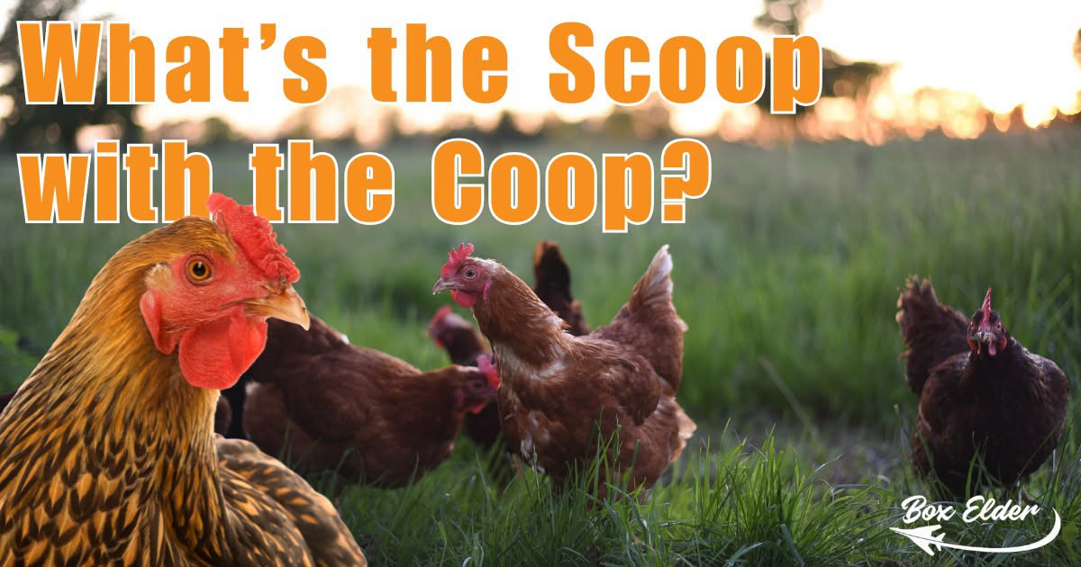 Revised Box Elder Chicken Ordinance Advances to City Council