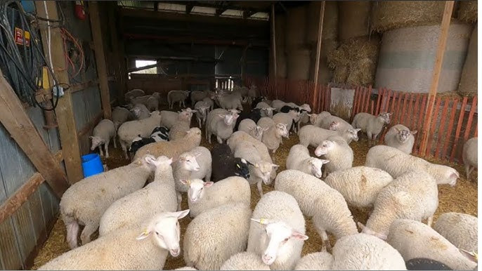 Proposed Montana lamb project aims to strengthen local agriculture
