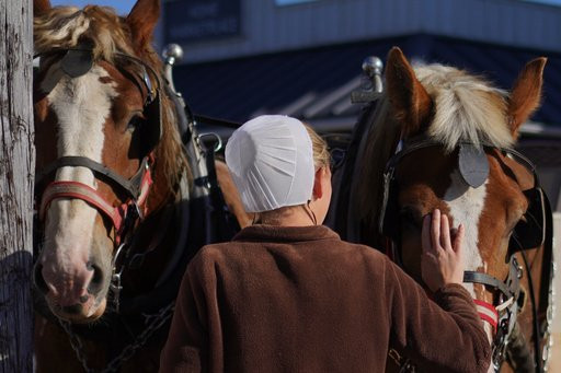 A member of the Plain community tends to horses at The Green Dragon Farmers Market and Auction in Ephrata, Pa., on Friday, Oct. 9, 2026. (AP Photo/Jessie Wardarski)