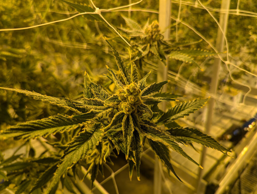 South Dakota plans shift to digital medical marijuana cards