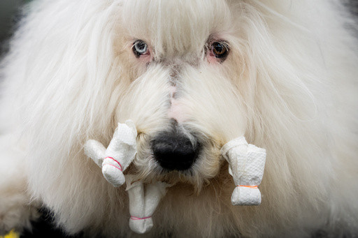 Photos of the Westminster dog show