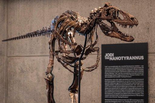 A dinosaur fossil that looks like a mini T. rex just sold for a giant $47 million