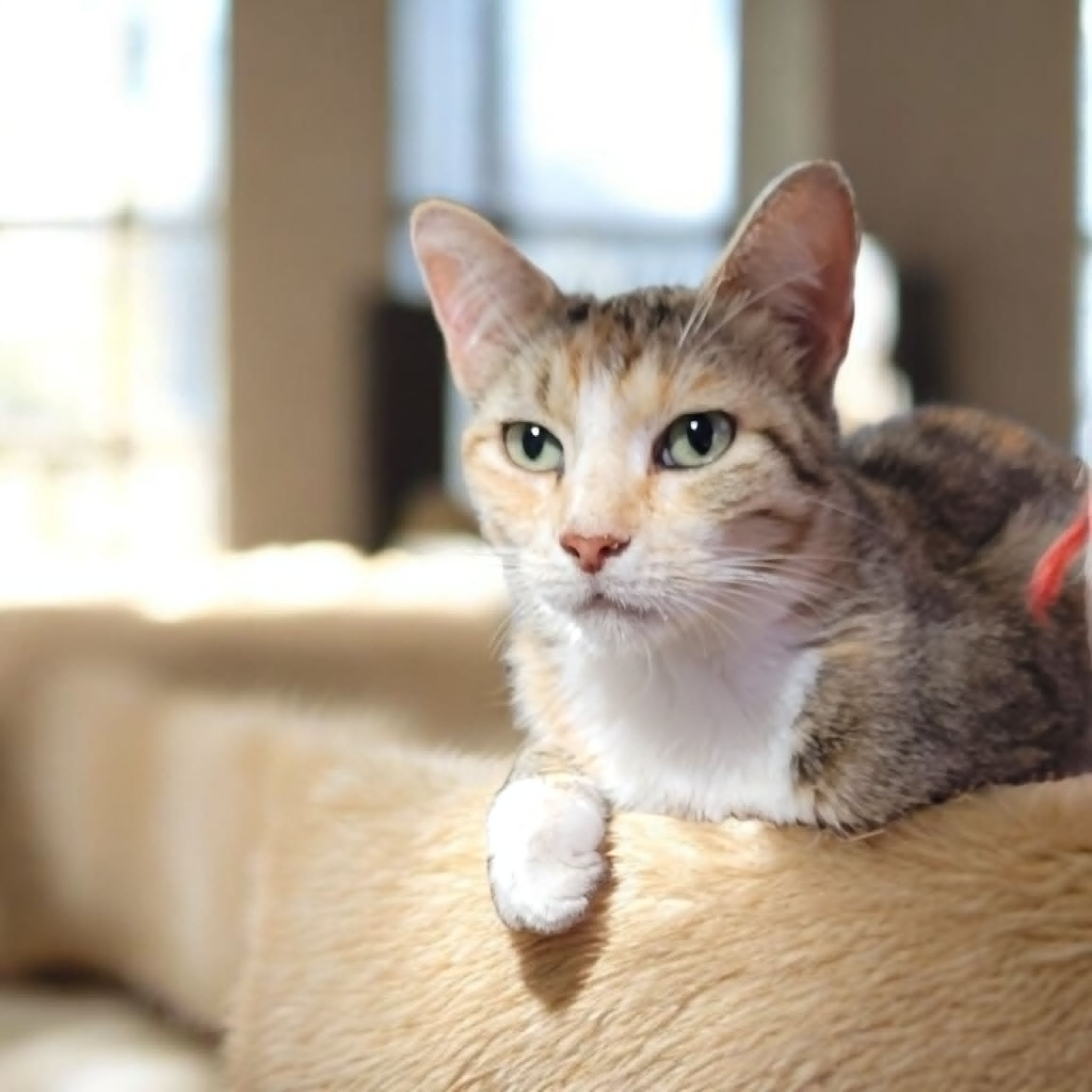 “A Place For Meow” Of The Week