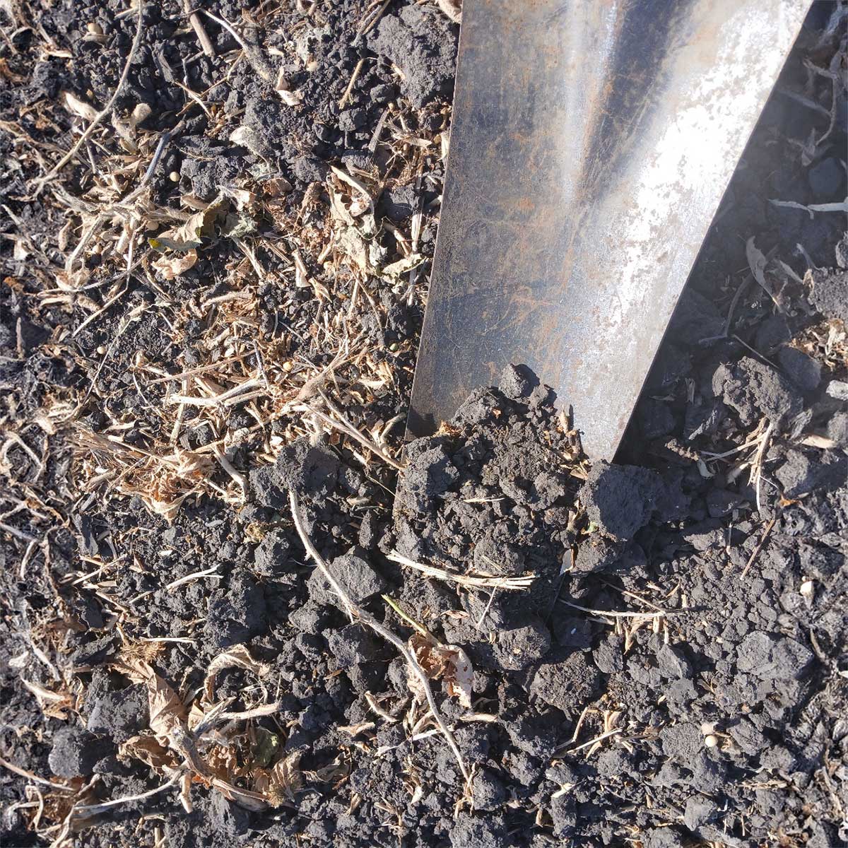 A shovel revealing dry, cracked, crumbling soil in a harvested soybean field.