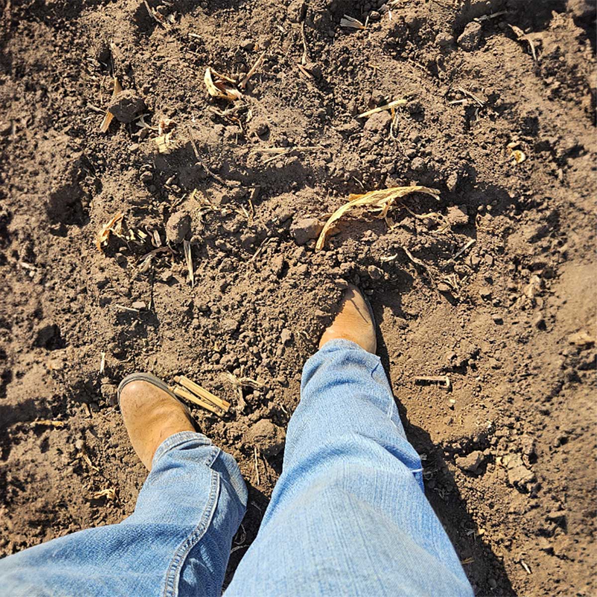 Researcher demonstrating soil dryness by digging his work boots into the soil.