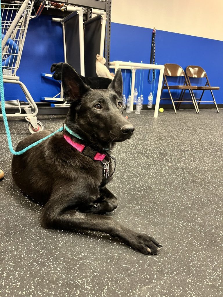 Jet, a one yr old Female Belgian Malinois who came to us from a shelter in Sioux Falls. She is training to be a Psychiatric Service dog.