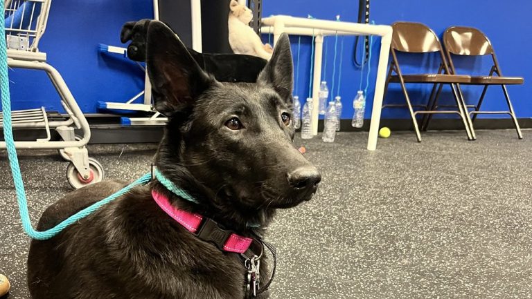 Jet, a one yr old Female Belgian Malinois who came to us from a shelter in Sioux Falls. She is training to be a Psychiatric Service dog.