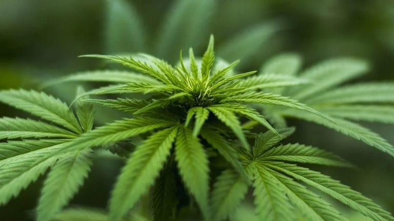 marijuana