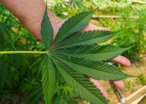 hemp