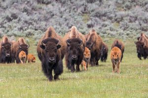 Yellowstone Bison