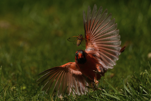 A periodical cicada flies up from the grass pursued by a cardinal, Friday, May 23, 2025, in Cincinnati. (AP Photo/Carolyn Kaster)