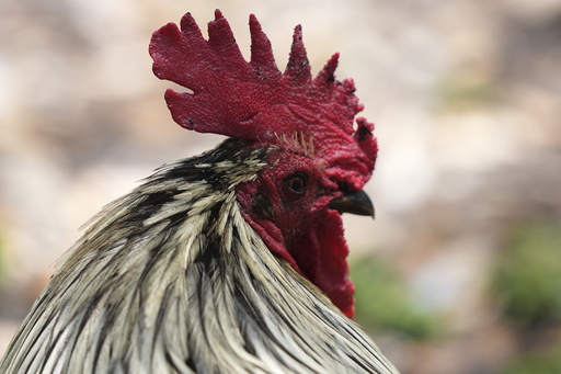 A rooster walks in a park outside of the Stephen P. Clark Government Center in downtown Miami, Wednesday, May 7, 2025, in Miami. (AP Photo/Lynne Sladky)