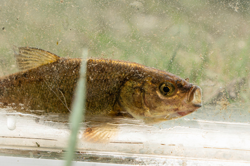 This 2024 photo released by the U.S. Fish and Wildlife Service shows a Fish Lake Valley tui chub. (Nathan Hurner/U.S. Fish and Wildlife Service via AP)