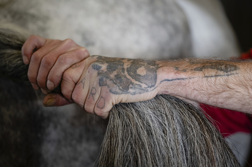 Jonathan Tincher's prison tattoos are seen as he holds back the tail of a mare while she undergoes an ultrasound on Tuesday, May 6, 2025, in Nicholasville, Ky. (AP Photo/Jon Cherry)
