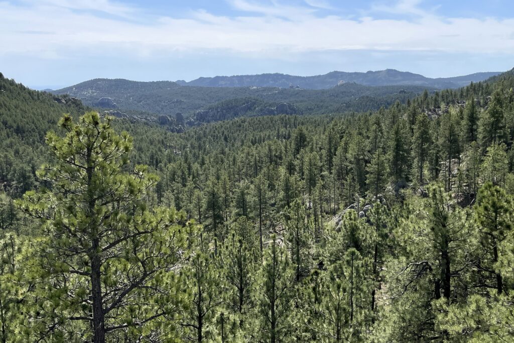 A May 2024 view of the Black Hills National Forest in South Dakota. (Seth Tupper/South Dakota Searchlight)