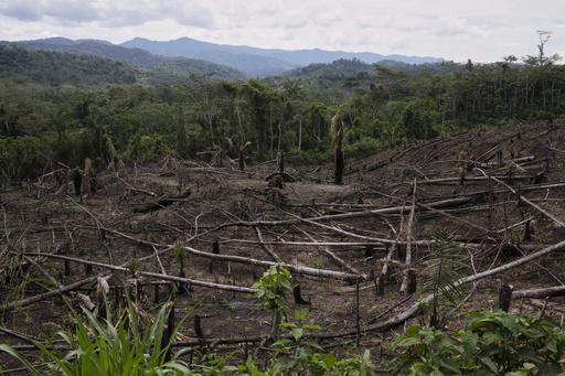 FILE - Cut down trees lie near the Cordillera Azul National Park in Peru's Amazon Forest on Oct. 3, 2022. (AP Photo/Martin Mejia, File)