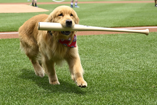 Bruce, the bat dog, retrieves a bat as he is recognized before a baseball game between the Washington Nationals and the Miami Marlins, Saturday, June 14, 2025, in Washington. (AP Photo/Nick Wass)