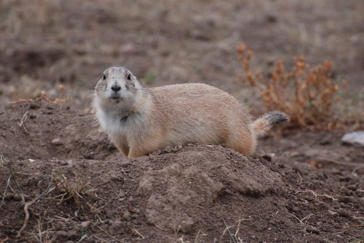 Is it legal to hunt prairie dogs in South Dakota?