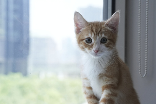 Strawberry the kitten appears on Wednesday, June 4, 2025, at the Associated Press bureau in New York. (AP Photo/Mary Conlon)