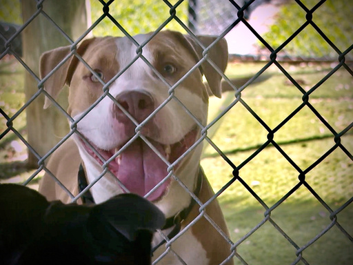 Dogs are seen at Animal Care and Control on Tuesday, July 8, 2025 in West Palm Beach, Fla. The shelter is educating the public on how to protect animals from dangers like heat stroke and dehydration. (AP Photo/Cody Jackson)