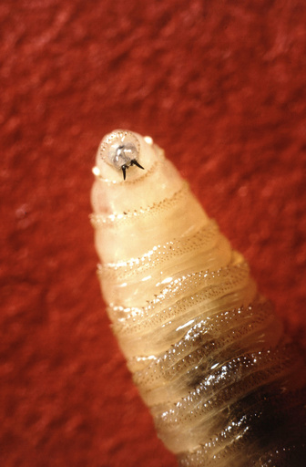 A New World screwworm larvae sits at rest in this undated photo. (USDA Agricultural Research Service via AP)
