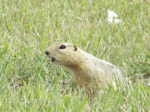 A Richardson's ground squirrel pokes up from its burrow on Monday, July 14, 2025, in a vacant lot in Minot, N.D. (AP Photo/Jack Dura)