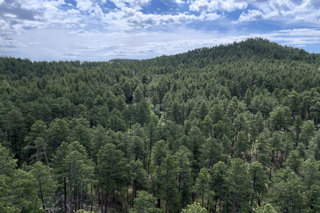 A June 2025 view of the area in South Dakota's Black Hills proposed as a site for the National Garden of American Heroes sculpture park. (Seth Tupper/South Dakota Searchlight)