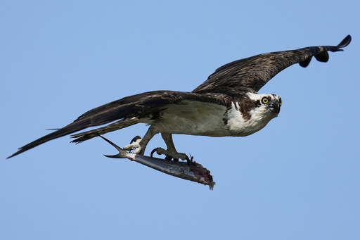 An osprey flies with a half-eaten fish in its talons above the Lynnhaven River, June 30, 2025, in Virginia Beach, Va. (AP Photo/Stephanie Scarbrough)