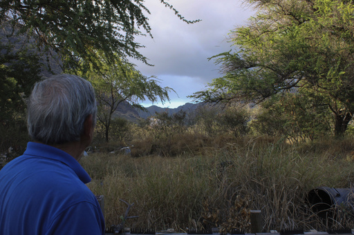 Calvin Endo looks out at private property behind his home where tall grass grows brown during wildfire season on Saturday, July 5, 2025, in Waianae, Hawaii. (AP Photo/Jennifer Sinco Kelleher)
