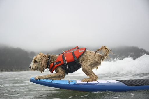 Coconut catches a wave during the World Dog Surfing Championships Saturday, Aug. 2, 2025, in Pacifica, Calif. (AP Photo/Eakin Howard)