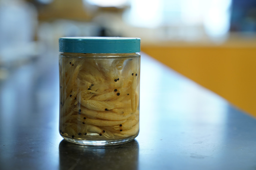 FILE - A jar of krill sits on a lab counter at the Virginia Institute of Marine Science in Gloucester Point, Va., on May 10, 2023. (AP Photo/Patrick Semansky, file)