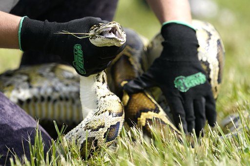 FILE - A Burmese python is held during a safe capture demonstration on June 16, 2022, in Miami. (AP Photo/Lynne Sladky, File)