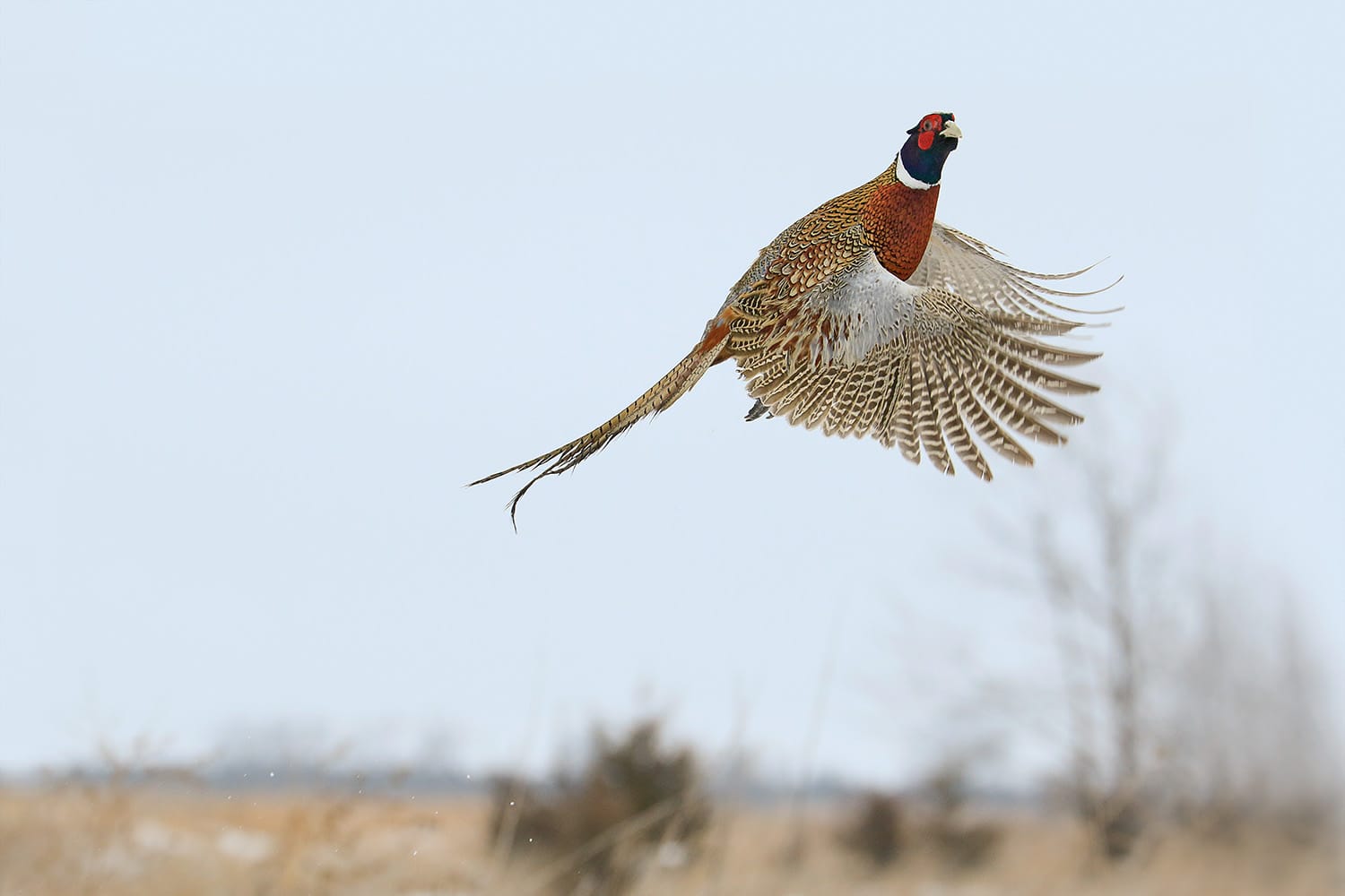 Pheasant season begins Saturday with big numbers expected