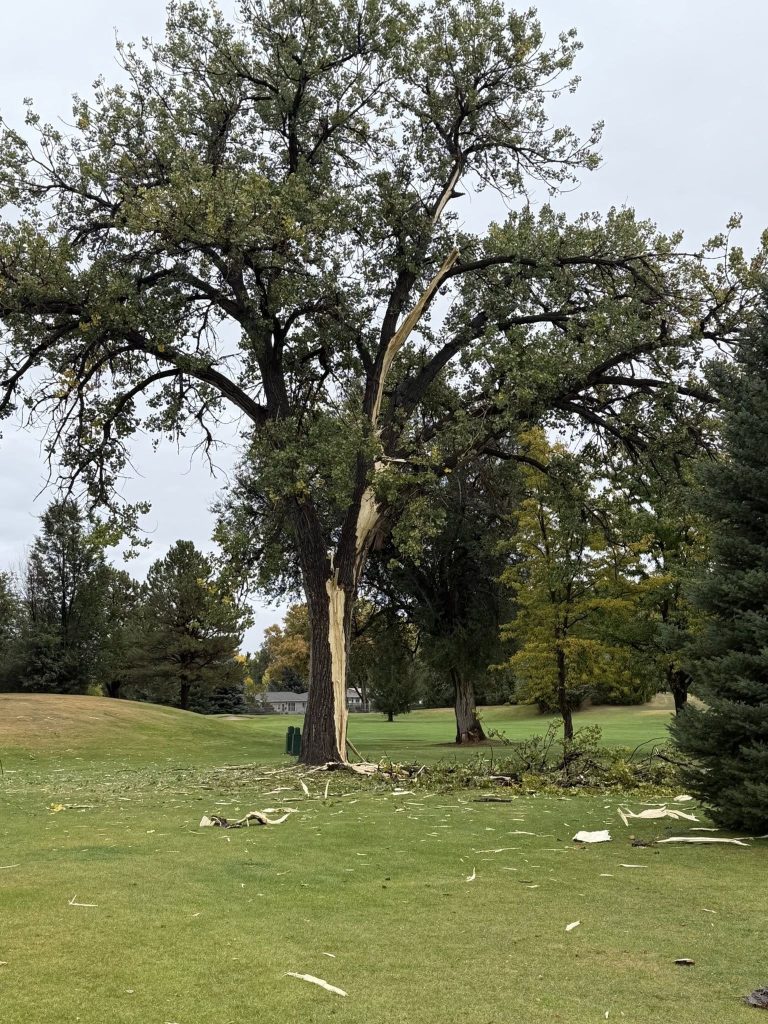 lightning tree
