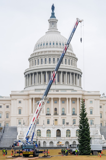 The Capitol Christmas Tree, a 53-foot red fir, arrives to the U.S. Capitol from the Humboldt-Toiyabe National Forest in Nevada, Friday, Nov. 21, 2025, in Washington. (AP Photo/Julia Demaree Nikhinson)