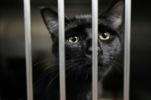 An owner surrendered cat is seen at the New Leash On Life animal shelter, Thursday, Nov. 6, 2025, in Lebanon, Tenn. (AP Photo/George Walker IV)