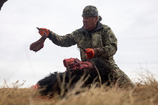 Buffalo manager Robert Magnan cuts out a bison's tongue while field dressing it at the Fort Peck Assiniboine & Sioux Tribes Buffalo Ranch near Wolf Point, Mont., Monday, Nov. 10, 2025. (AP Photo/Mike Clark)