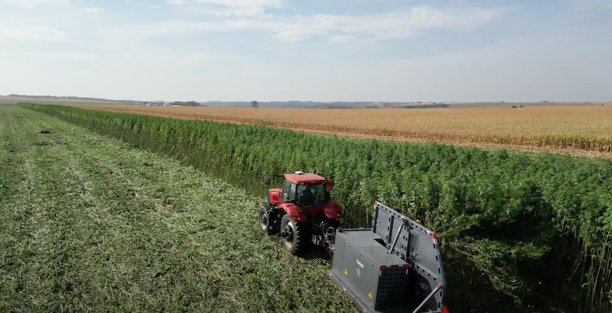 Hemp industry grows amid federal legality battle